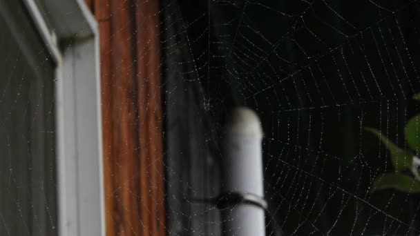 Dauw op een spinnenweb op het raam van een houten huis — Stockvideo