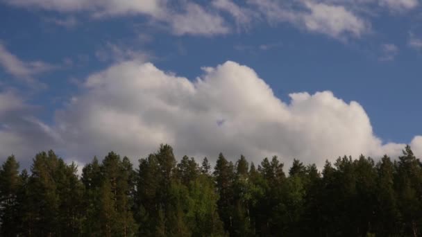 Vitt moln löper över den blå himlen, böljande fluffiga moln rör sig i en sommardag över skogen — Stockvideo