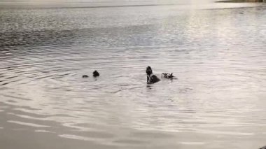 bir dağ gölünde tüplü dalış, acil kurtarma için teknikler pratik. soğuk suya daldırma
