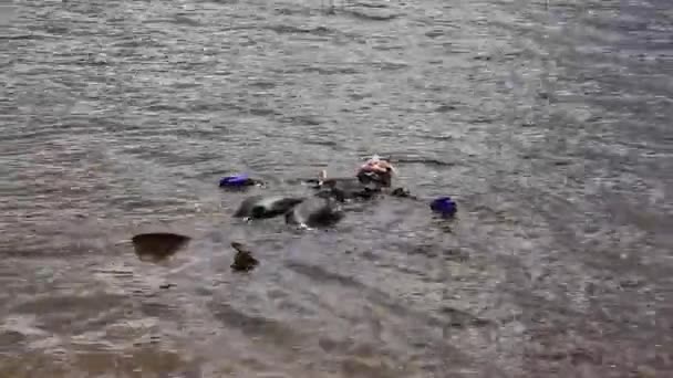 Buceador entra en el agua del lago de montaña. practicar técnicas para socorristas de emergencia. inmersión en agua fría — Vídeos de Stock