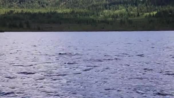 Buceo en un lago de montaña, la práctica de técnicas para los rescatistas de emergencia. inmersión en agua fría — Vídeo de stock