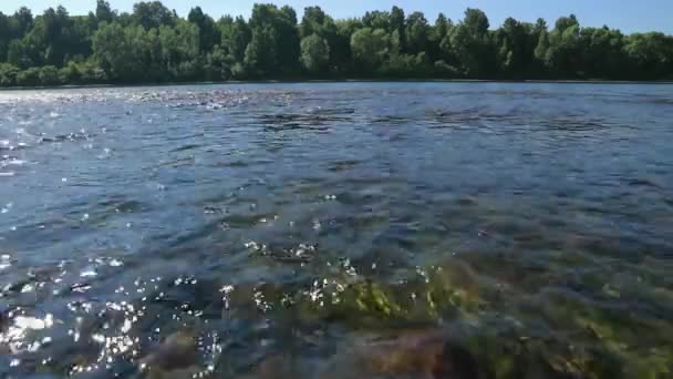 Flujo rápido en el ancho río poco profundo, vista sobre una piedra en el fondo a través del agua. resplandor del sol en el agua — Vídeos de Stock
