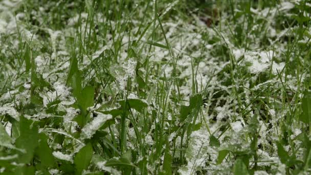 A neve cai em uma grama verde. Tempo anormal. Caindo neve em um parque com grama. câmara lenta — Vídeo de Stock