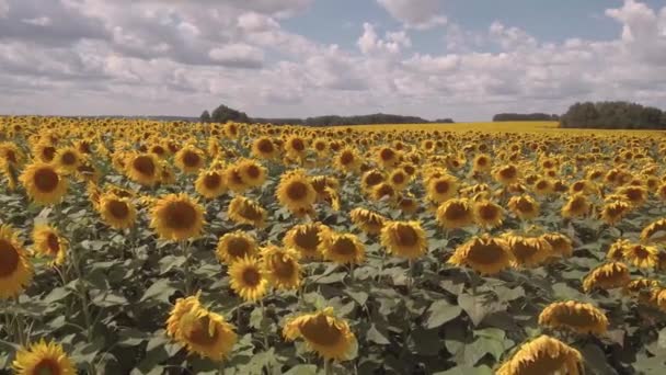 AERIAL VIEW di ladang bunga matahari. awan di atas bidang bunga matahari di hari yang cerah. 4K — Stok Video