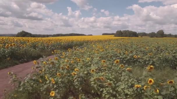 Luftaufnahme auf Sonnenblumenfeld. Wolken über den Sonnenblumenfeldern an einem sonnigen Tag. 4k — Stockvideo