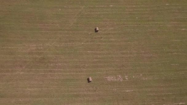 VISTA AERIAL. Campo agrícola após colheita. Fardos de feno no campo durante a colheita e época de cultivo. 4K — Vídeo de Stock