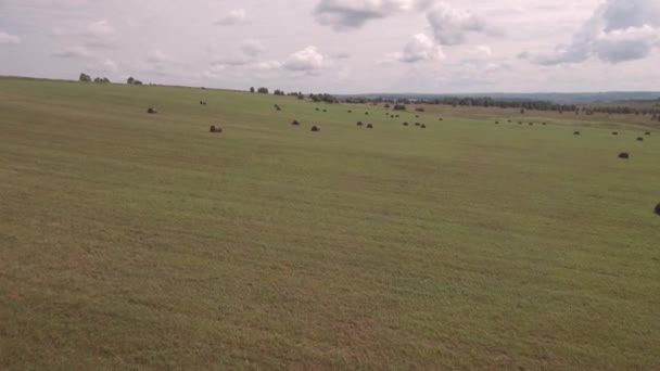 航空写真。収穫後の農地。収穫と農業の季節の間にフィールド上の干し草のベール。4k — ストック動画