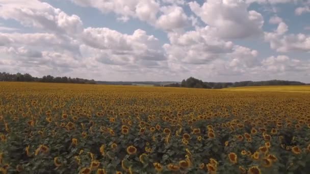 VISTA AERIAL en el campo de girasol. nubes sobre los campos de girasoles en un día soleado. 4K — Vídeo de stock