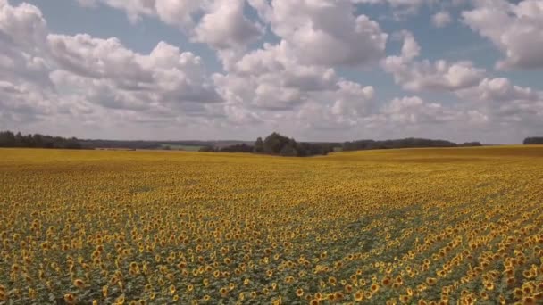 Luchtfoto op zonnebloem veld. wolken over de velden van zonnebloemen in zonnige dag. 4k — Stockvideo