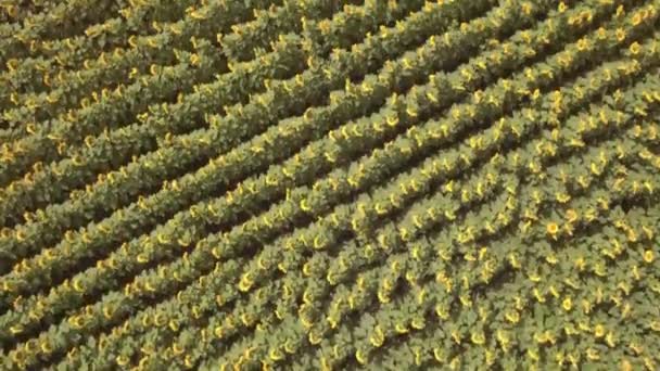 AERIAL VIEW on sunflower field. clouds over the fields of sunflowers in sunny day. 4K — Stock Video