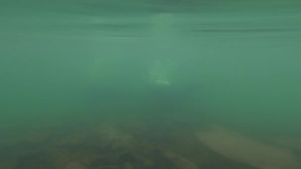 Taucher erkunden den felsigen Boden im flachen Wasser. Ausbildung junger Taucher. Zeitlupe. Abtauchen in einen Bergsee — Stockvideo