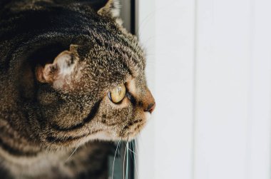 İskoç Fold gri kedi evde kır