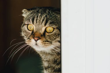 İskoç Fold gri kedi evde kır