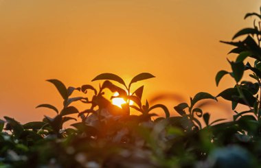 Sunrise çiftlik çay sabahı.