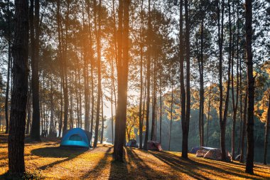 Peng-ung, Pine Forest Park, Mae Hong Son, Tayland 'da sabah ve gün batımında çam ormanları manzarası altında turizm ve çadır maceraları. Seyahat Konsepti.
