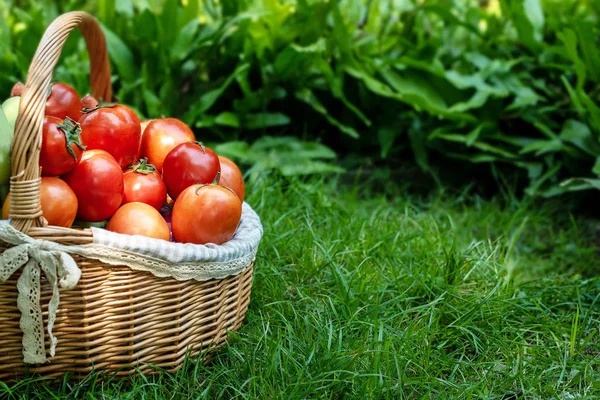 Organic Vegetables Basket Grass Fresh Potato Carrot Vineyard Countryside Sell — Stock Photo, Image