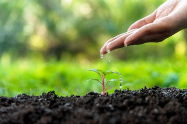 Eller genç yeşil bitkiler doğa Park için su bırakarak bir bahçıvan küresel ısınma dünya azaltmak. Ekoloji kavramı 