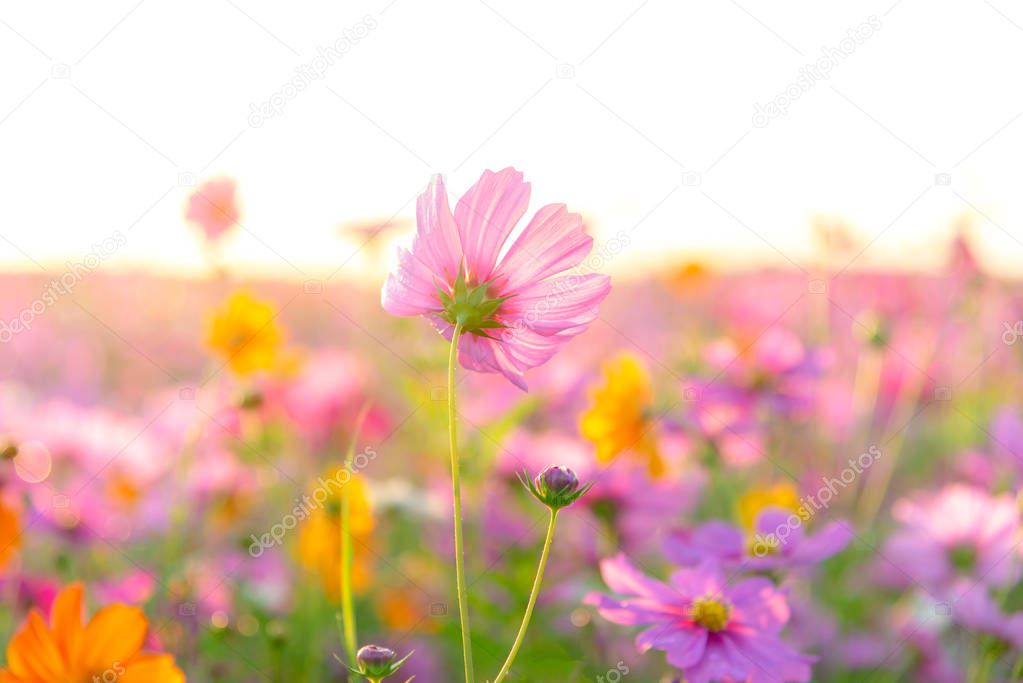 Beautiful cosmos flower in there meadow on sunset background.