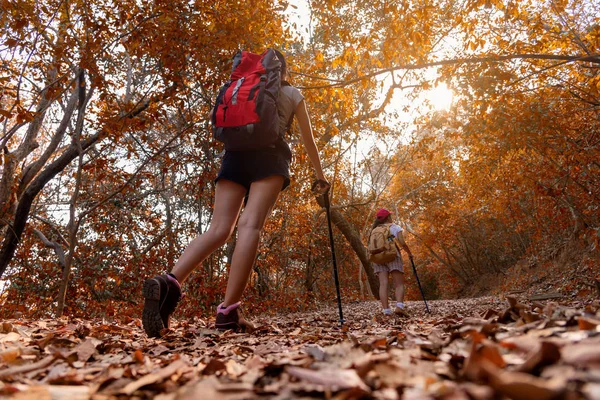 Group Young Women Hikers Walking Backpack Mountain Sunset Traveler Going — Stock Photo, Image