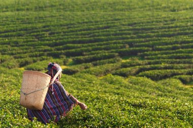 Asia worker farmer women were picking tea leaves for traditions in the sunrise morning at tea plantation nature. Lifestyle Concept clipart