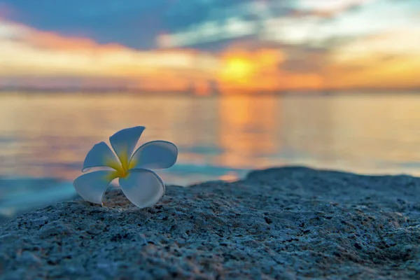 Tropische Frangipani Witte Bloem Buurt Van Sunset Beach Flower Spa — Stockfoto