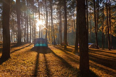 Peng-ung, Pine Forest Park, Mae Hong Son, Tayland 'da sabah ve gün batımında çam ormanları manzarası altında turizm ve çadır maceraları. Seyahat Konsepti.