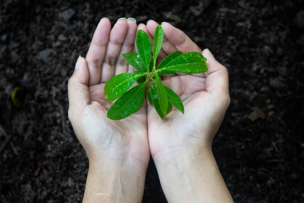 手牵着幼苗在植物生长的自然公园里的干旱土壤 以减少全球变暖 生态概念 — 图库照片