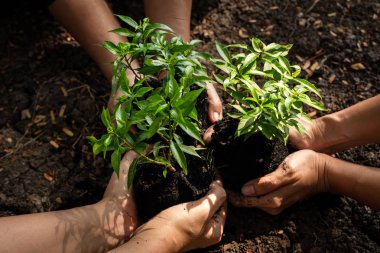 Eller Takım büyüyen fidan ağacı koruma ve küresel ısınma toprak azaltmak için arazi üzerinde dikim çalışması, üst görünümü. Tarımekolojisi Kavramı