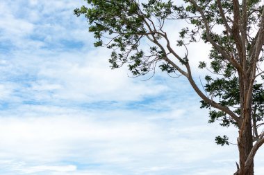 Mavi gökyüzü ve bulut arkaplanlı doğa yeşil ağacı.