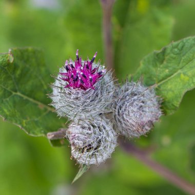Çiçek açması dikenler Dulavratotu bulanık bir arka plan üzerinde