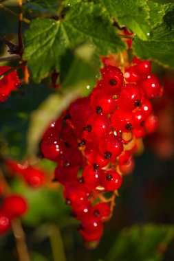 Su ile kırmızı kuş üzümü meyveler damla yeşil yaprakları arka planı