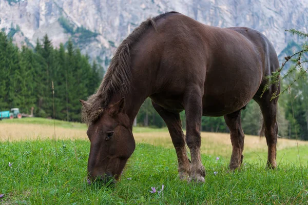 一匹黑湾马擦伤在一个高山背景上盛开的番红花的绿色草地上 — 图库照片