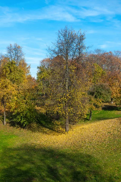秋の木々 と青い空と緑の芝生の上の黄色い葉 — ストック写真