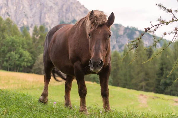 在高山的背景上 棕色的马接近绿色的草地上 — 图库照片