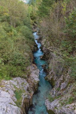 Saf dağ nehir yeşil ağaçlar karşı taş yatakta