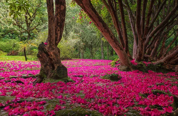 Bir arka plan yağmuruna kırmızı yaprakları ağaçların gövdeleri
