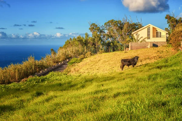 Karanlık boğa yakınındaki sakin bir okyanus arka plan üzerinde konut yapı güneşli bir çim üzerinde yüzey ve mavi gökyüzü