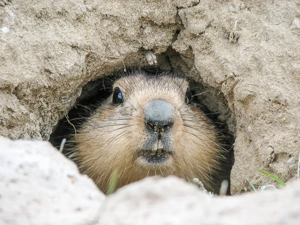 Fluffy Muzzle Marmot Looks Out Dark Mink — Stock Photo, Image