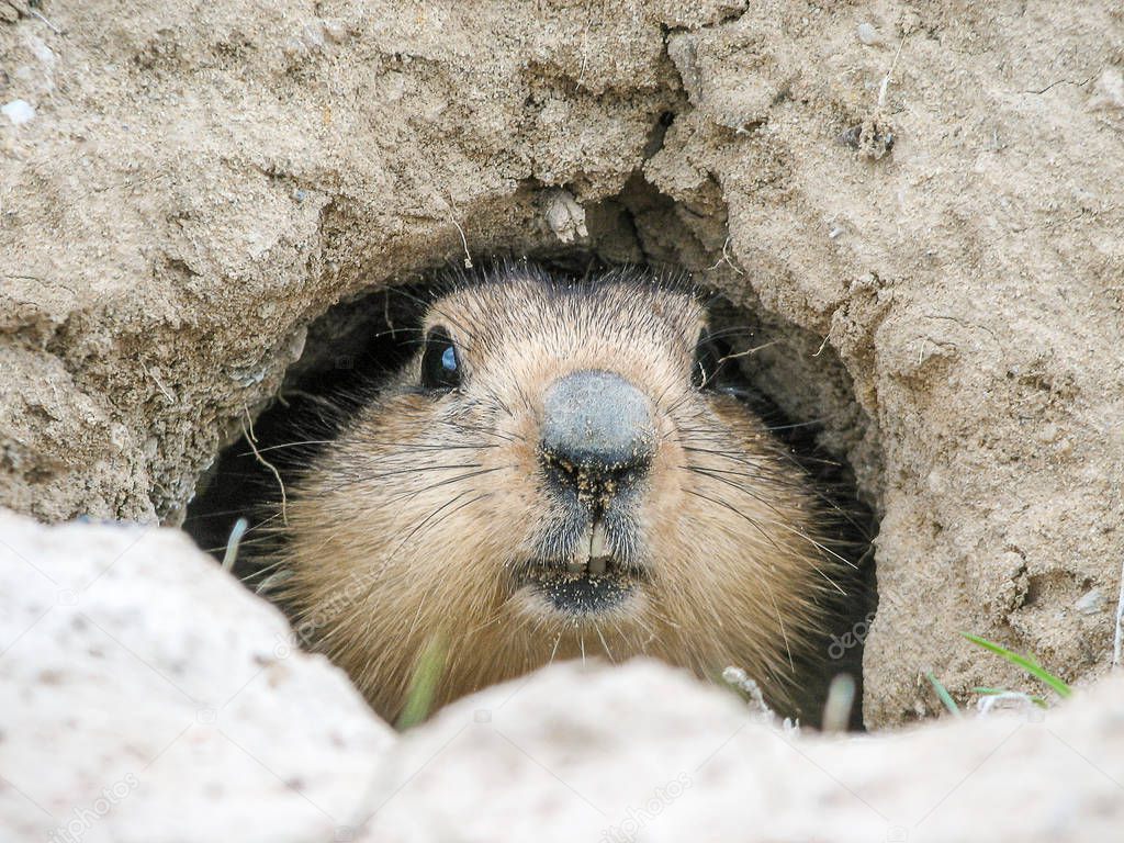 Fluffy muzzle marmot looks out of the dark mink