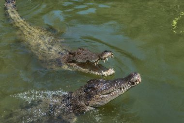 İki timsah yeşilimsi suya yakın çekim