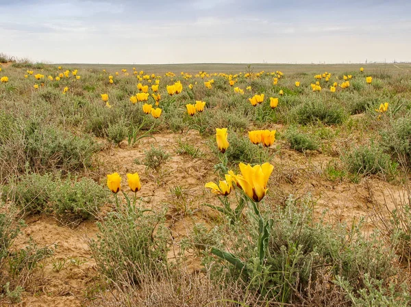 Genç bir bulutlu gökyüzü, yeşil çim ve sarı kil karşı lale sarı
