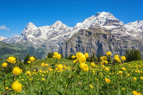 Schneebedeckte Berggipfel Vor Blauem Himmel Und Gelbe Blumen Vordergrund — Stockfoto