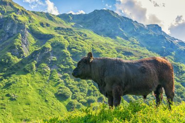 Şiddetli boğa Alp arazide Schiltalp yakın Murren, İsviçre