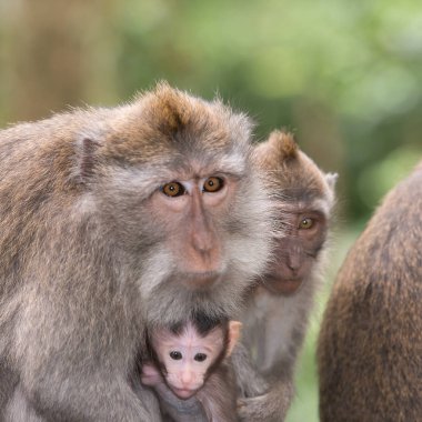 Bebekleriyle birlikte aile maymunları. Resim Ubud Endonezya alınan
