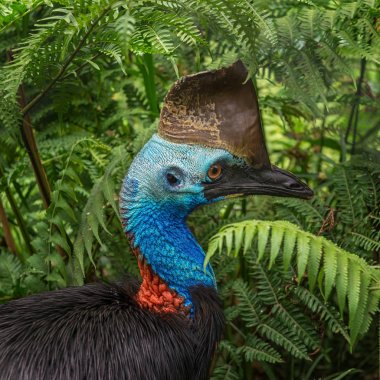 Güney cassowary, Avustralya büyük orman kuşu, Birdworld, Kuranda, Queensland