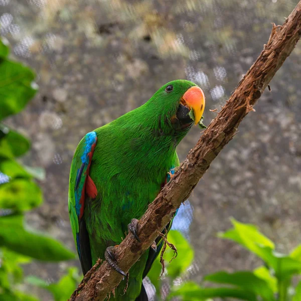 Wielokolorowa papuga z liściem w dziobie siedzi na suchej gałęzi na jasnym niewyraźne tło. — Zdjęcie stockowe