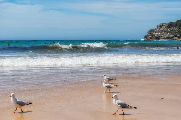Bondi Beach - la playa más popular de Sydney, Australia — Foto de Stock