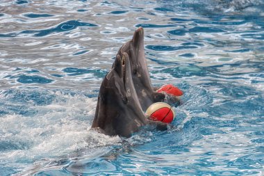 İyi huylu yunuslar sarı-kırmızı toplarla oynuyor, Karadeniz kıyıları, Rusya
