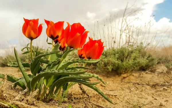 Steplala dost ailesi yakın çekim, Baykonur, Kazakistan