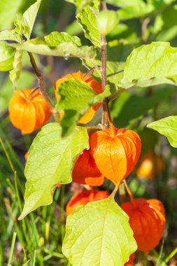 Sabah güneşinde olgunlaşan physalis, Rusya